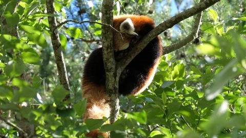 Red panda (Ailurus fulgens) resting in a tree Stock Footage 111825385