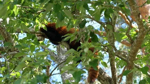 Red panda (Ailurus fulgens) resting in a tree Stock Footage 111825691