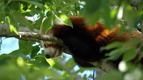 Red panda (Ailurus fulgens) resting in a tree Stock Footage 111825710