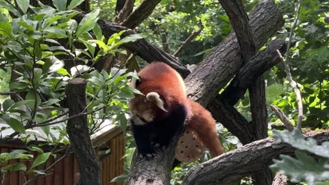 Red panda Ailurus fulgens resting on tree branches in wooded habitat with dense Stock Footage 335652491