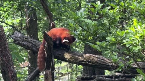 ,Red panda Ailurus fulgens resting and climbing on tree branches inside leafy zo Stock Footage 335698627