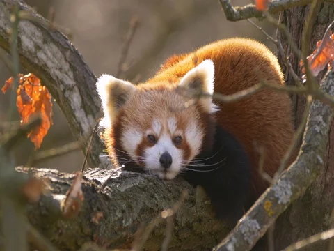 Red panda (Ailurus fulgens) taking a nap Video stock 83454285