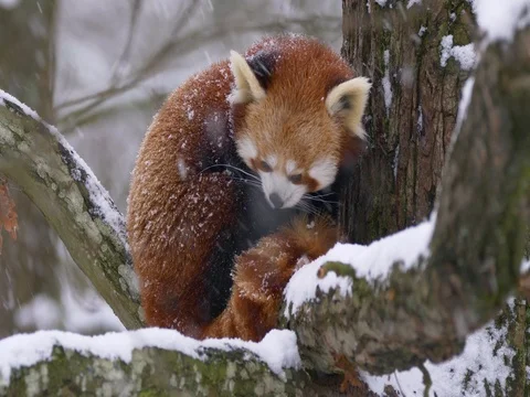 Red panda (Ailurus fulgens) taking a nap in snowfall Stock-Footage 85005504