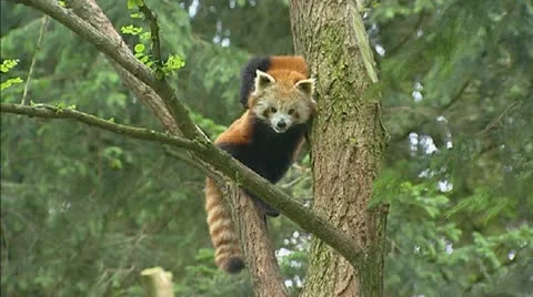 Red panda (ailurus fulgens) in tree Stock Footage 20608537