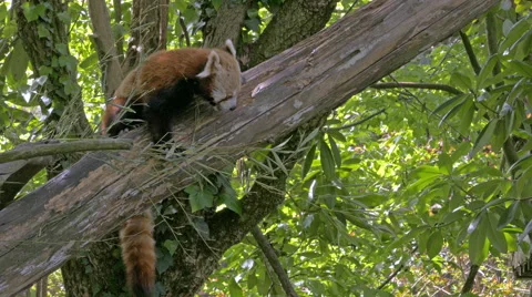 Red Panda (Ailurus fulgens) on a tree gnawing bamboo and showing the tail. Stock Footage 62746485