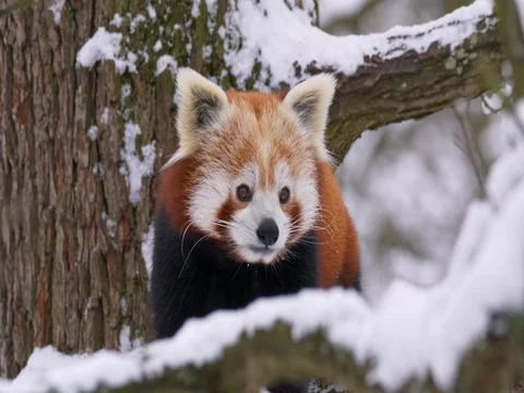 Red panda (Ailurus fulgens) in the tree in winter Stock Footage 84897583