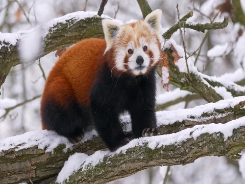 Red panda (Ailurus fulgens) in the tree in winter Stock Footage 84898381
