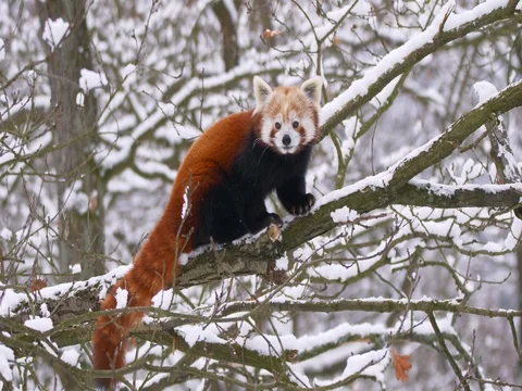 Red panda (Ailurus fulgens) in the tree in winter 스톡 동영상 84902235