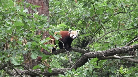 Red panda (Ailurus fulgens) on a tree Stock Footage 91056290