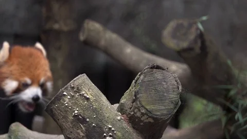 Red Panda (Ailurus fulgens) on Tree Branch. Endangered Animal of Asia Stock Footage 114232575