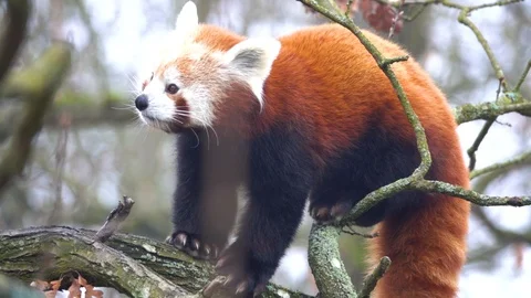 The red panda (Ailurus fulgens) on a tree , slow motion Stock Footage 122687135