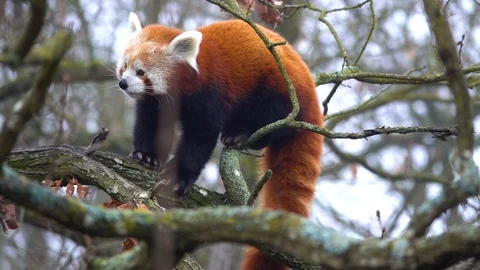 The red panda (Ailurus fulgens) on a tree , slow motion Video stock 122687161
