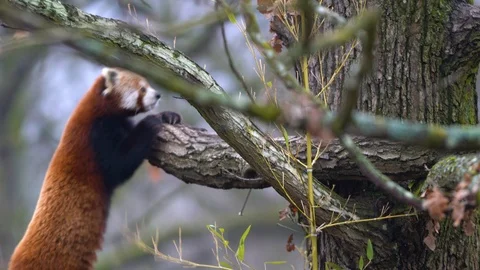 The red panda (Ailurus fulgens) on a tree , slow motion Video stock 122687715
