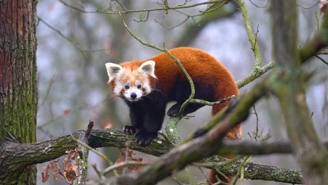 The red panda (Ailurus fulgens) on a tree , slow motion Stock Footage 122687820