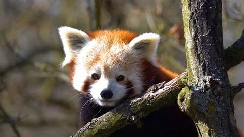 The red panda (Ailurus fulgens) on a tree , slow motion Video stock 126315614