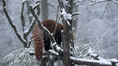 Red panda, aka lesser panda, Ailurus fulgens. Stock Footage 98933358