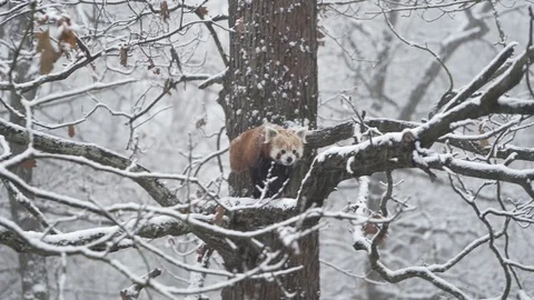 Red panda, aka lesser panda, Ailurus fulgens. Vidéo 98933401