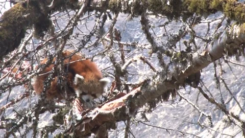 Red Panda and Bamboo Video stock 246900533