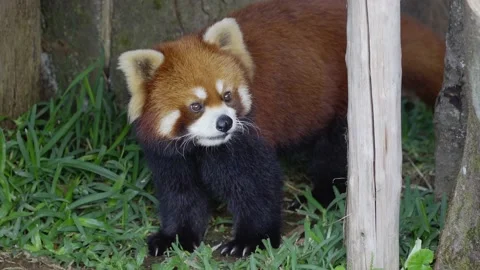 Red panda animal Video stock 132587519