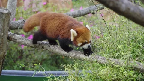 Red panda animal Stock Footage 132587807