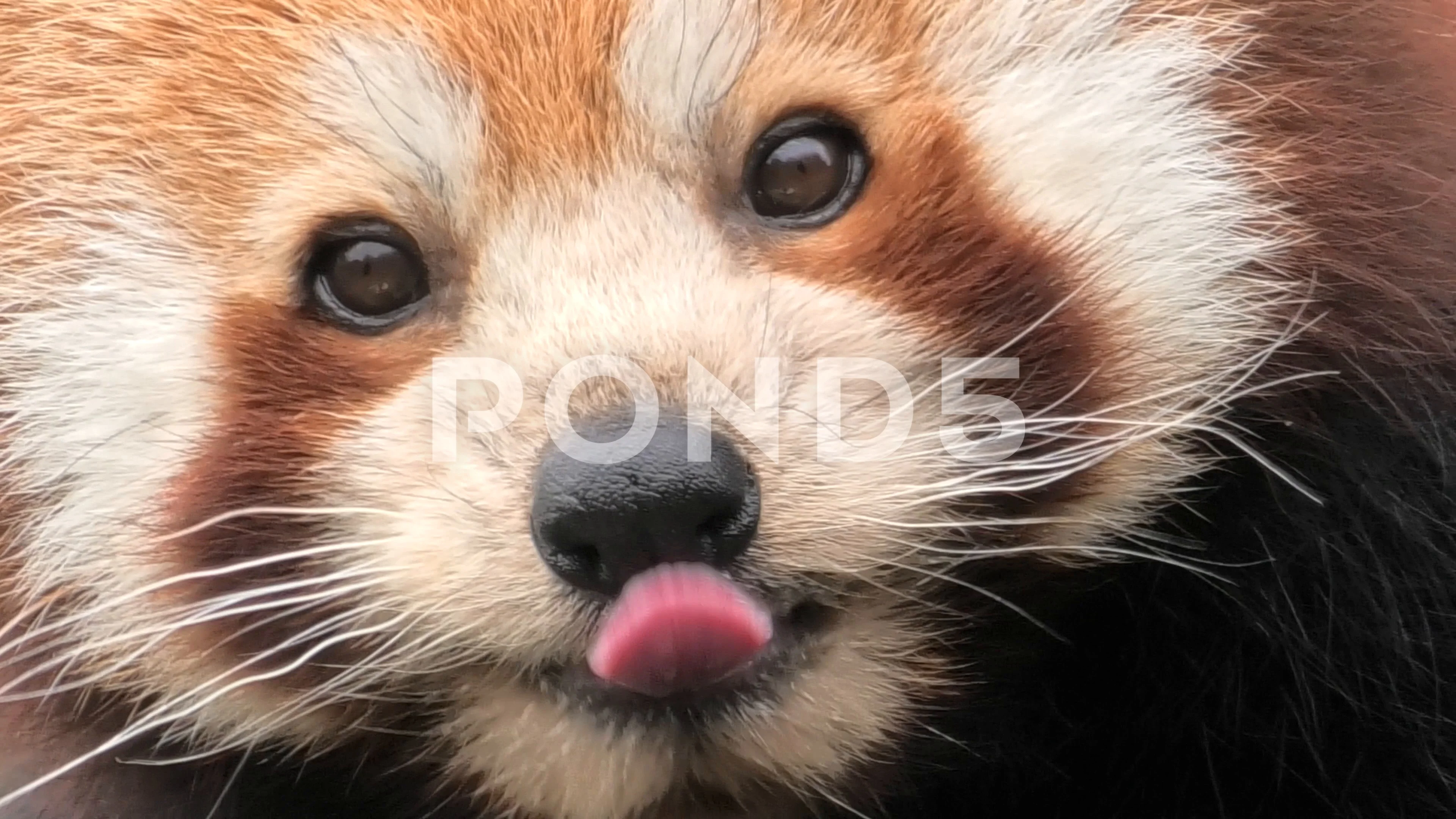 Red Panda Baby Close Up Eating Stock Video Pond5