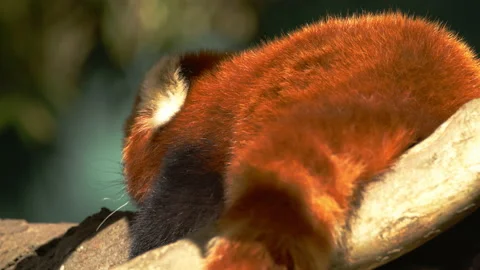 Red Panda back lying on branch in sun Close up Stock Footage 162485416