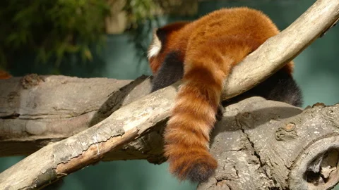 Red panda back lying on branch in sun Stock Footage 162486582