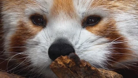 A red panda bear face Stock Footage 270841656