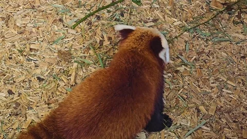 A red panda bear Stock Footage 271527259