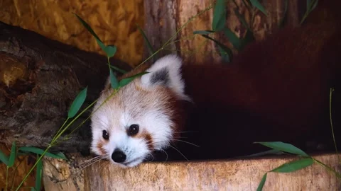 A red panda bear head resting  Stock Footage 270877184