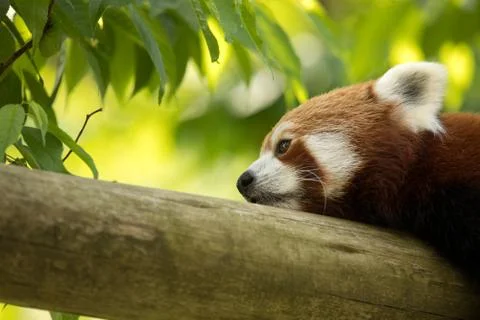 Red panda bear resting on a log, looking depressed and tired. Green forest in Stock Photos