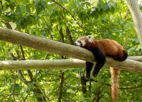 Red panda bear resting on a log, looking depressed and tired. Green forest in Stock-Fotos