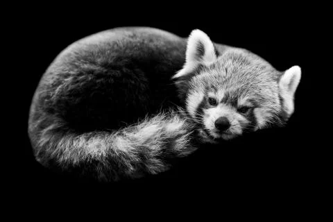 Red panda with a black background Foto stock