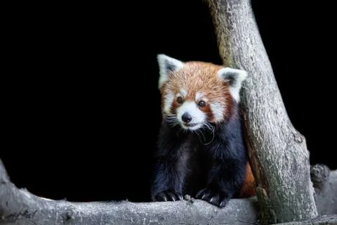 Red panda with a black background Stock Photos