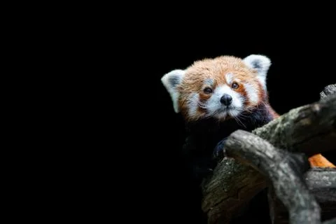 Red panda with a black background Stock Photos