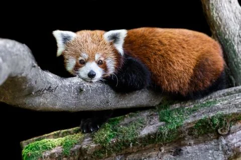 Red panda with a black background Stock Photos