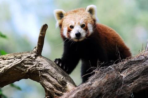 Red panda on branch Stock Photos