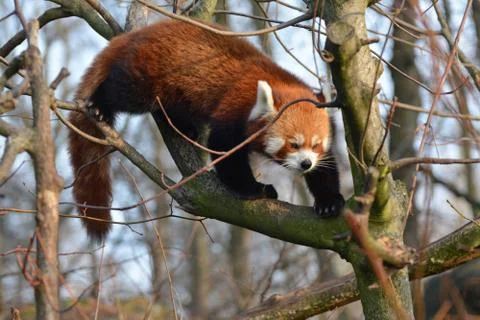 Red panda on a branch Stock Photos