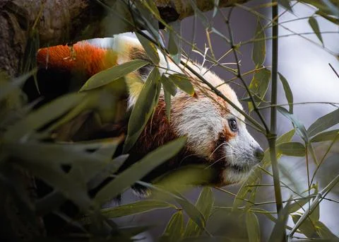 Red Panda in the brush Stock Photos