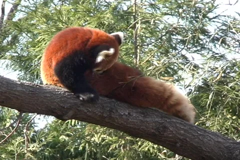 Red Panda cleaning Stock Footage