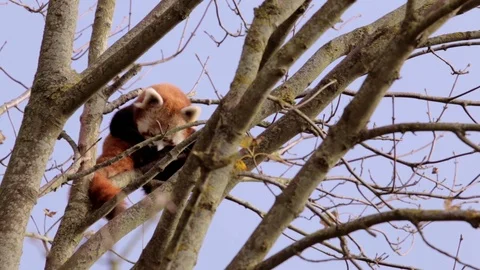 Red Panda Cleaning Himself Stock Footage 92473819