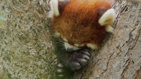 Red panda cleans paws in tree Stock Footage 154187031