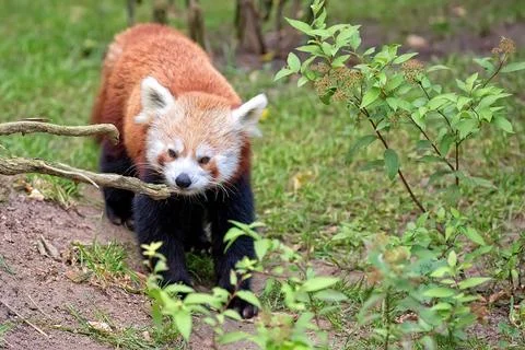 Red Panda in a clearing Stock Photos