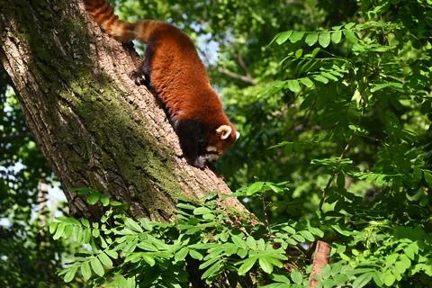 A red panda climb down the tree in sunny day Fotos de archivo