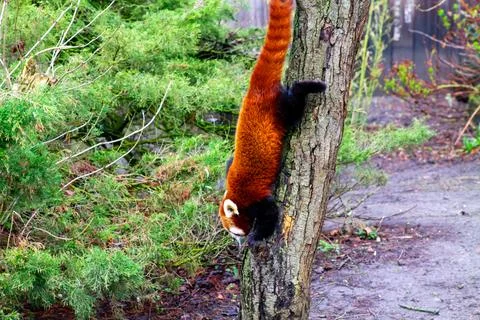 Red Panda Climbing Down a Tree Stock Photos