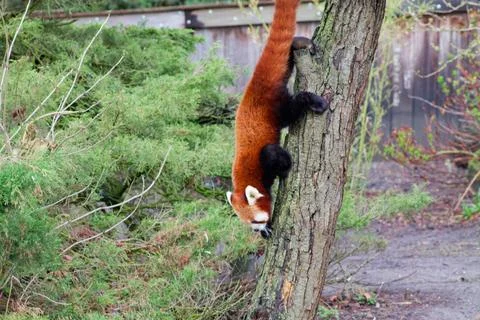 Red Panda Climbing Down a Tree Stock Photos