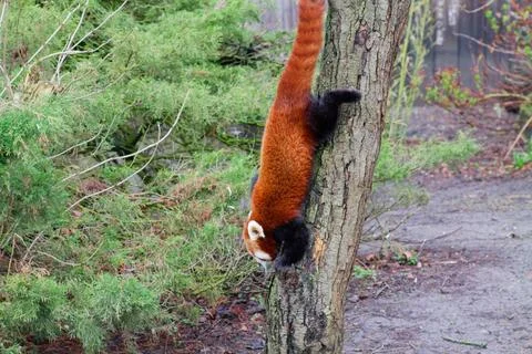Red Panda Climbing Down a Tree Stock Photos
