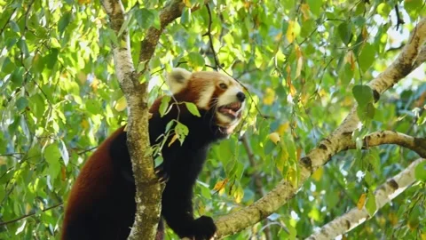 A red panda climbing in a green tree Stock Footage 156689034
