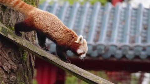 Red panda climbing on a mossy tree trunk in its lush habitat at Pairi Daiza Zoo Stock Footage 338372374