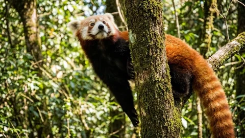 Red Panda Climbing Mossy Tree Branch in Forest Stock Footage 343581548